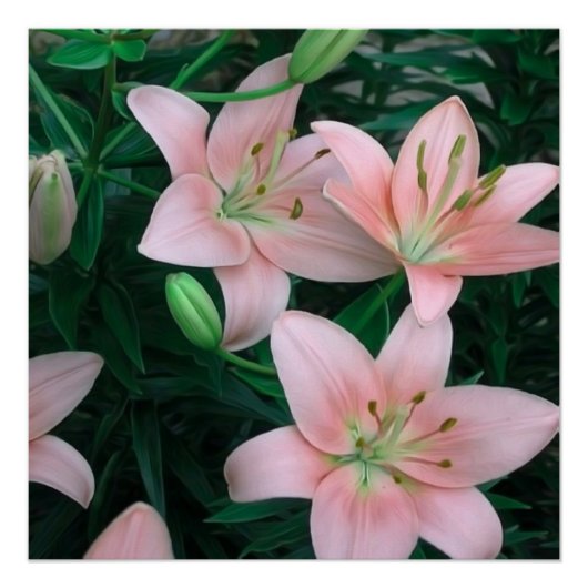 Roze Lily Flowers Glossy Poster (Voorkant)