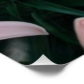 Roze Lily Flowers Glossy Poster (Hoek)