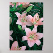 Roze Lily Flowers Poster (Voorkant)