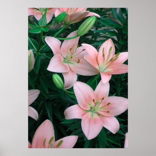 Roze Lily Flowers Poster (Voorkant)