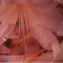 Roze Lily in de regen Canvas Afdruk