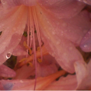 Roze Lily in de regen Canvas Afdruk