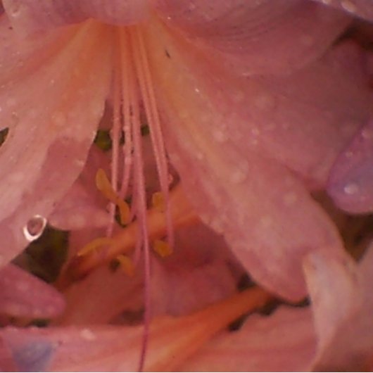 Roze Lily in de regen Canvas Afdruk