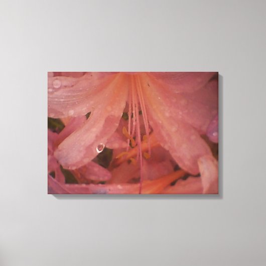 Roze Lily in de regen Canvas Afdruk (Voorkant)