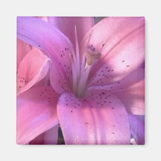 Roze Lily Koelkastmagneet Magneet (Voorkant)