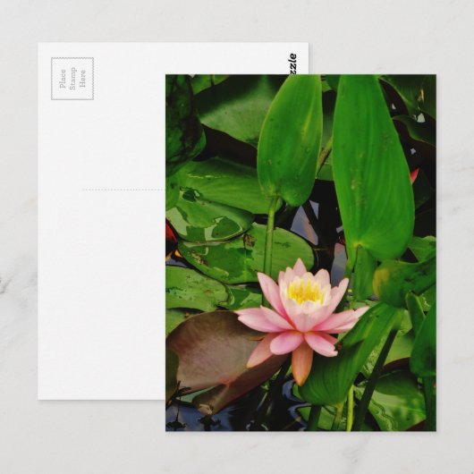 Roze lily lotus waterlib briefkaart (Voorkant / Achterkant)