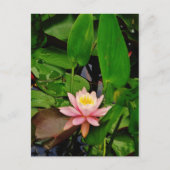 Roze lily lotus waterlib briefkaart (Voorkant)