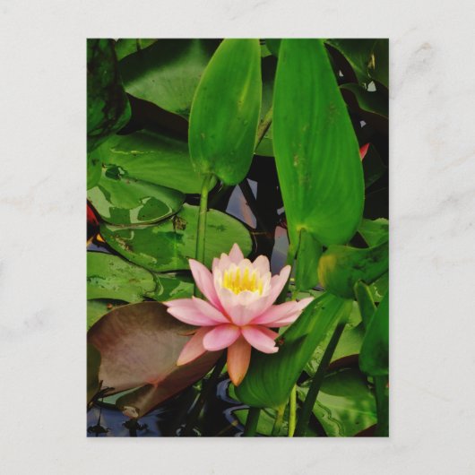 Roze lily lotus waterlib briefkaart (Voorkant)