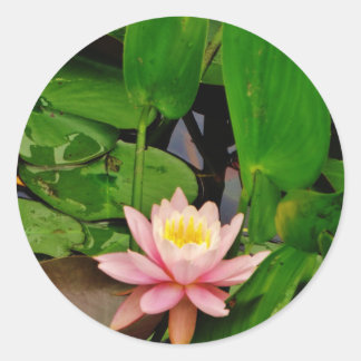 Roze lily lotus waterlib ronde sticker