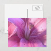 Roze Lily Macro Foto Briefkaart (Voorkant / Achterkant)