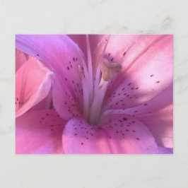 Roze Lily Macro Foto Briefkaart
