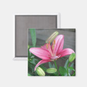 Roze Lily Magneet (Voorkant / Achterkant)