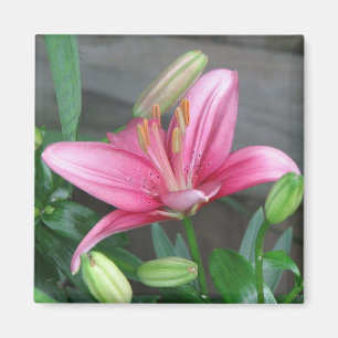 Roze Lily Magneet