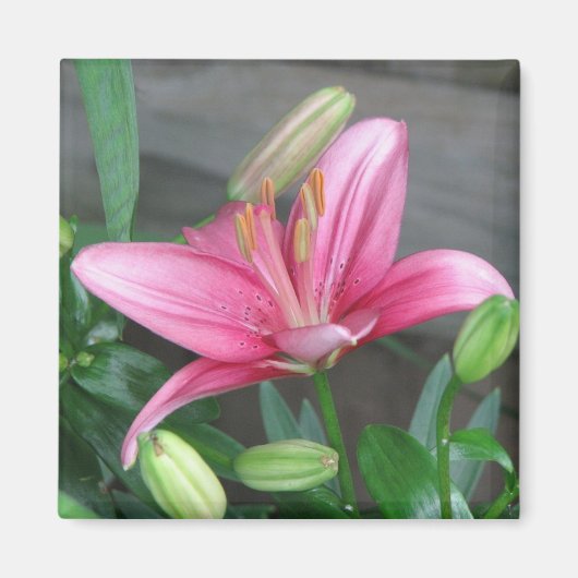 Roze Lily Magneet (Voorkant)