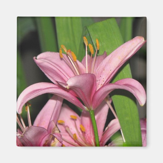 Roze Lily Magneet (Voorkant)