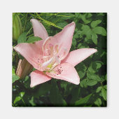 Roze Lily Magnet (Voorkant)