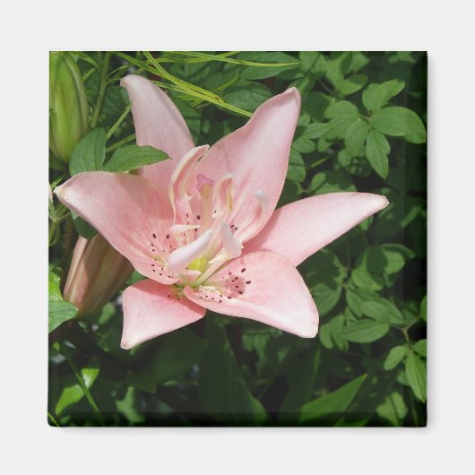 Roze Lily Magnet (Voorkant)