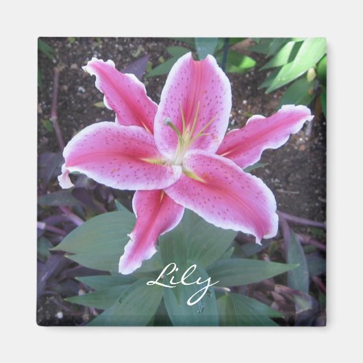 Roze Lily Magnet (Voorkant)