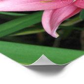 Roze Lily Poster (Hoek)