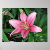 Roze Lily Poster (Voorkant)