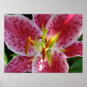 Roze Lily Poster (Voorkant)
