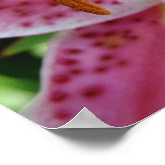 Roze Lily Poster (Hoek)