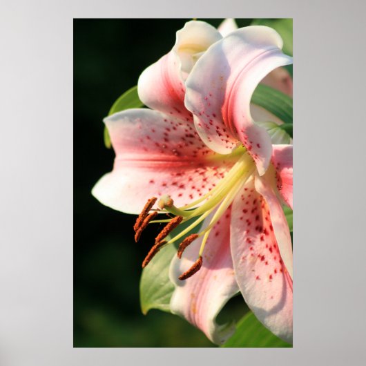 Roze Lily! Poster (Voorkant)