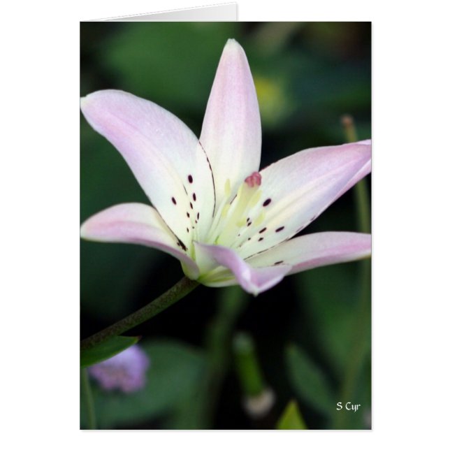 Roze Lily, S Cyr (Voorkant)