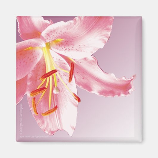 ROZE LILY SQ magneet (Voorkant)