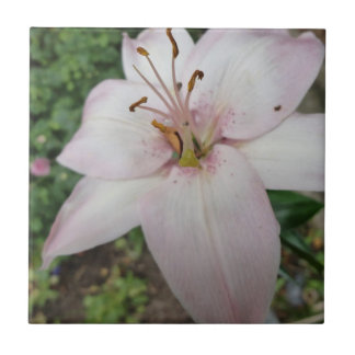 Roze Lily Tile Tegeltje