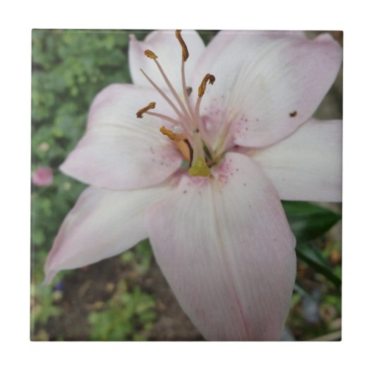 Roze Lily Tile Tegeltje (Voorkant)