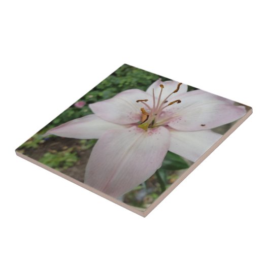 Roze Lily Tile Tegeltje (Zijkant)