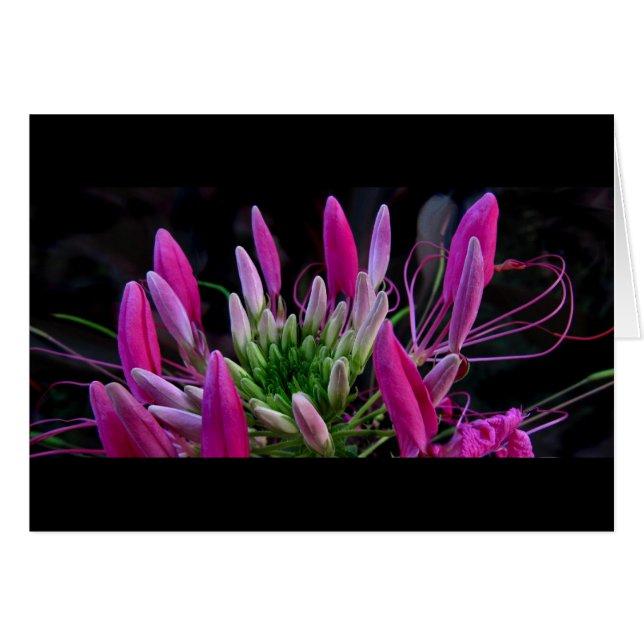 Roze linten (Voorkant Horizontaal)