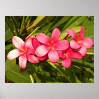 Roze loodgieter