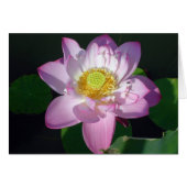 Roze Lotus (Voorkant Horizontaal)