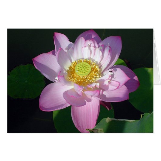 Roze Lotus (Voorkant Horizontaal)