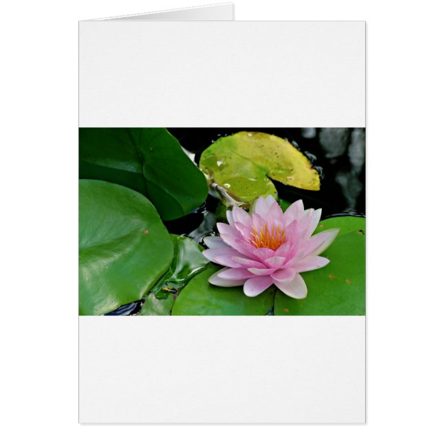 Roze Lotus (Voorkant)