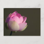 Roze Lotus Aankondigingskaart (Voorkant)