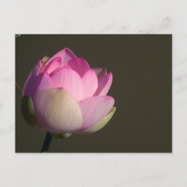 Roze Lotus Aankondigingskaart