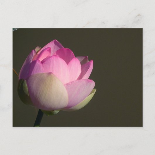 Roze Lotus Aankondigingskaart (Voorkant)
