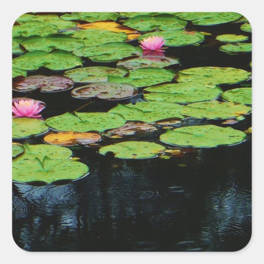 roze lotus black vierkante sticker (Voorkant)