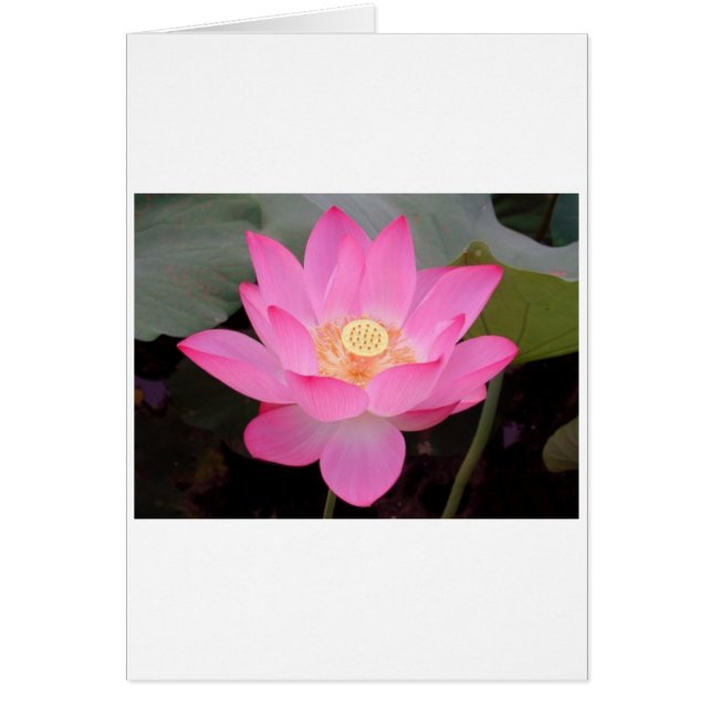 Roze Lotus-bloem (Voorkant)