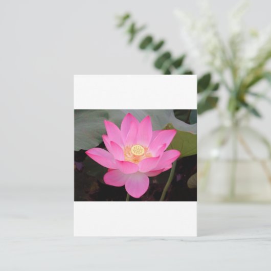Roze Lotus-bloem Briefkaart (Staand voorkant)