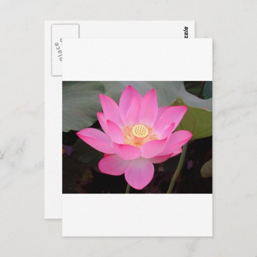 Roze Lotus-bloem Briefkaart (Voorkant / Achterkant)