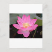 Roze Lotus-bloem Briefkaart (Voorkant)