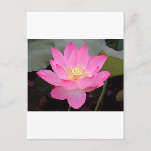 Roze Lotus-bloem Briefkaart (Voorkant)