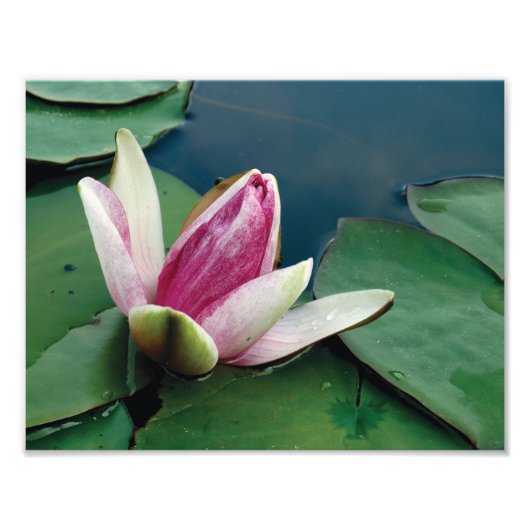 Roze Lotus Bloem Foto Lotus bloem Papier Print Afdruk (Voorkant)