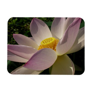 Roze Lotus Bloem III Zomer Bloemen Magneet
