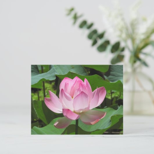 Roze Lotus Bloom Briefkaart (Staand voorkant)