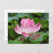 Roze Lotus Bloom Briefkaart (Voorkant / Achterkant)